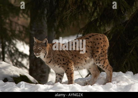 Eurasian Lynx Lynx lynx foresta bavarese Germania femmina adulta in piedi nella neve Foto Stock