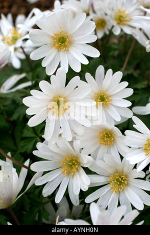 ANEMONE BLANDA SPLENDORE BIANCO Foto Stock