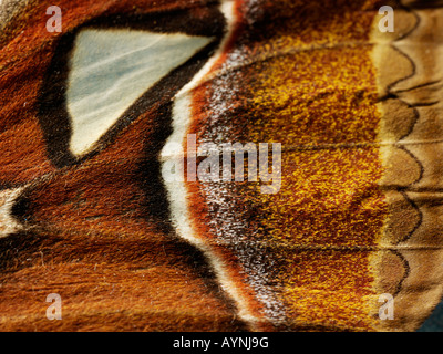 Extreme close up dei pattern di falene ala Foto Stock