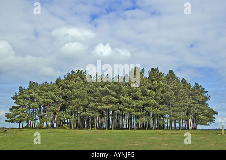 Gli amici si raggruppano in Ashdown Forest Foto Stock