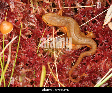 Un rosso eft, palcoscenico immaturo di orientali newt (Notophthalmus viridescens). Foto Stock