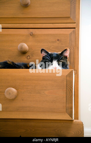 Un gatto dorme IN UN CASSETTO APERTO IN CAMERA DA LETTO Foto Stock