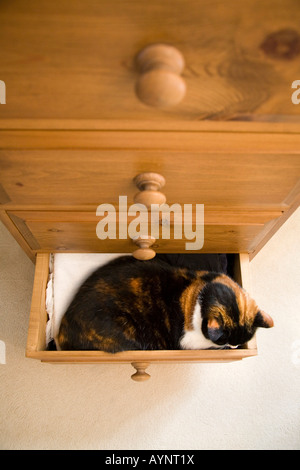 Un gatto dorme IN UN CASSETTO APERTO IN CAMERA DA LETTO Foto Stock