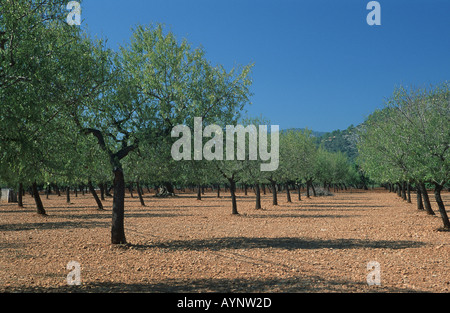 Plantage auf roter Erde Mallorca Foto Stock