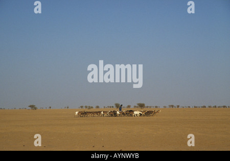 Nomadi Tuareg con il suo gregge di pecore sulla strada di Kidal, il Deserto del Sahara, nel nord del Mali, Africa occidentale Foto Stock