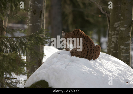 Eurasian Lynx Lynx lynx foresta bavarese Germania seduta femminile nella neve leccare se stessa Foto Stock