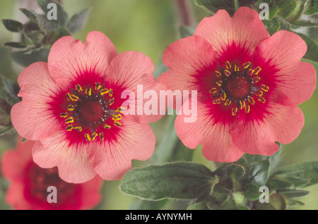 Potentilla "scintillio di Star' (Cinquefoil) Foto Stock