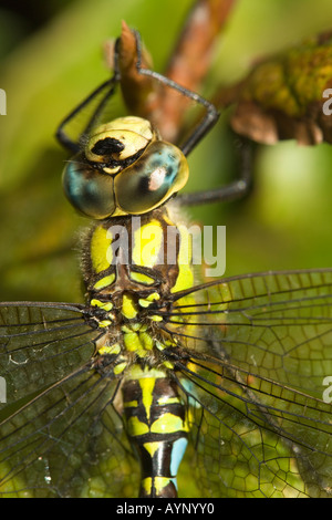 Southern hawker (Sud) Aeshna dragonfly, Aeshna cyanea, maschio. Regno Unito. Foto Stock