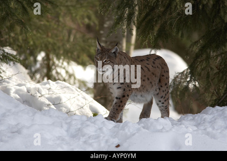 Eurasian Lynx Lynx lynx foresta bavarese Germania femmina adulta passeggiate nella neve Foto Stock