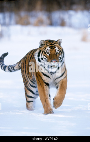 Tigre Siberiana ricarica nella neve Foto Stock