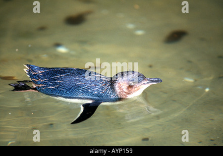 Fata o piccolo pinguino nuoto Foto Stock