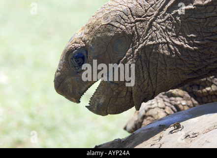 In prossimità della testa di aldabran tartaruga gigante Foto Stock
