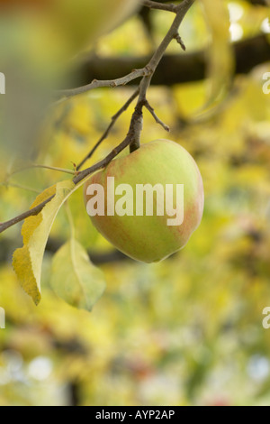 Melrose Apple su albero in fine di autunno Foto Stock