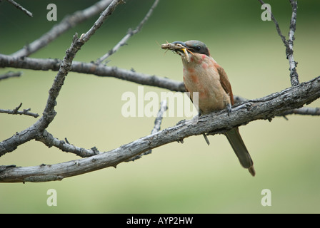 Un bambino carmine bee eater appollaiato su un ramo e mangiare un grasshopper Foto Stock