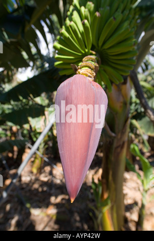 Fiore del banano Foto Stock