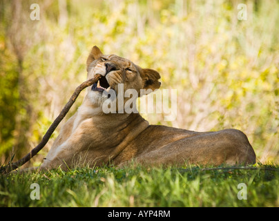 Giovani Lion con il legno Foto Stock