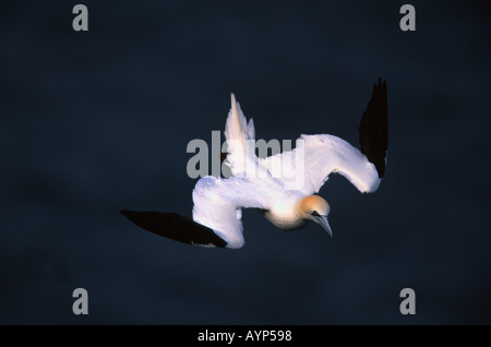 Northern Gannet Morus faganus, uccello adulto in volo lungo la scogliera bordo, Yorkshire, Regno Unito Foto Stock