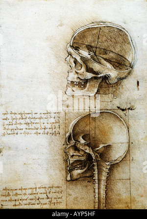 Studio anatomico del cranio ca. 1489. Penna e inchiostro su gesso nero 187 x 135 mm Foto Stock