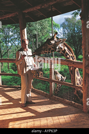 Uomo di alimentazione s Rothschild giraffa con bovini di pellet a Langata natura Education Center Giraffe Manor Nairobi Kenya Africa orientale Foto Stock