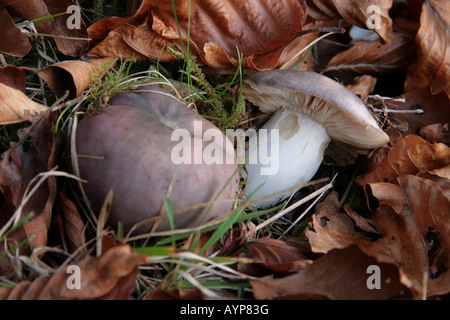 Viola (Russula Russula Atropurpurea) funghicoltura tra foglie di faggio. Tarda estate - inizio autunno, REGNO UNITO Foto Stock