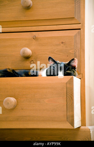 Un gatto dorme IN UN CASSETTO APERTO IN CAMERA DA LETTO Foto Stock