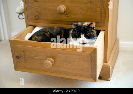 Un gatto dorme IN UN CASSETTO APERTO IN CAMERA DA LETTO Foto Stock