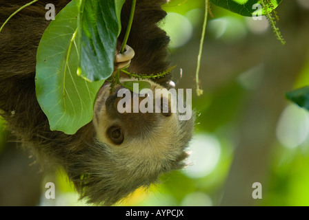 Costa Rica Foto Stock