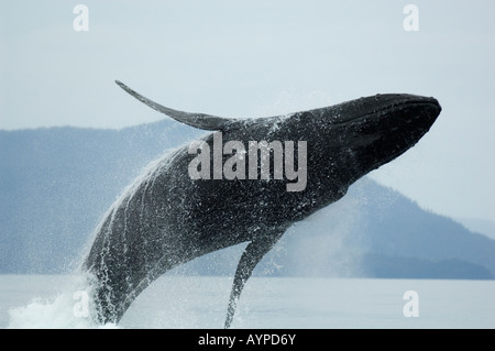 Le Balene con la gobba (Megaptera novaeangliae) Selvatica violando, Chatham Strait Southeast Alaska. Foto Stock