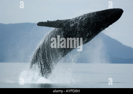 Le Balene con la gobba (Megaptera novaeangliae) Selvatica violando, Chatham Strait Southeast Alaska. Foto Stock