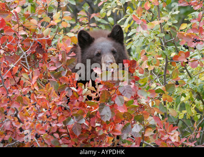 Un Black Bear Cub salite in un huckleberry bush per mangiare i frutti di bosco. Il Parco Nazionale del Grand Teton, Wyoming negli Stati Uniti. Foto Stock