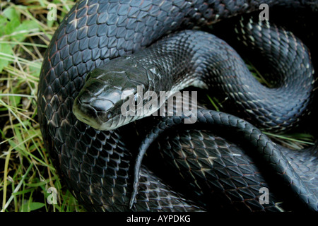 serpente di ratto nero Foto Stock