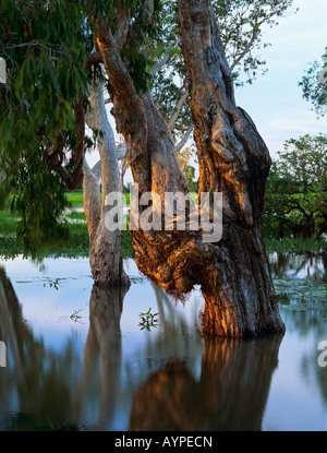 La prima luce in un Paperback Melaleuca sp albero in giallo le paludi di acqua Parco Nazionale Kakadu e Territorio del Nord Australia Foto Stock