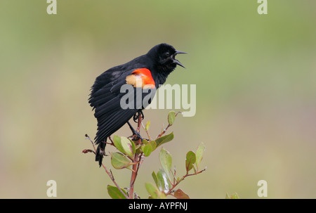 Un close up ritratto di una donna redwing black bird appollaiato su un ramo frondoso con un sfocato sfondo verde prese a fort de soto in Florida, Stati Uniti d'America. Foto Stock