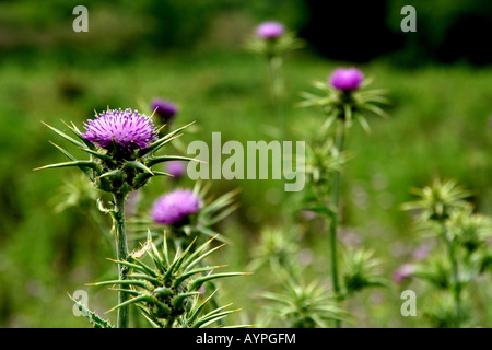 Il cardo Cynara campo Foto Stock