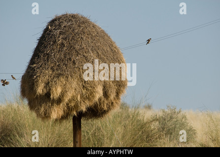Un socievole weaver nido costruito su un palo telefonico nel sud del Kalahari semi-deserto Foto Stock