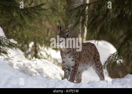 Eurasian Lynx Lynx lynx foresta bavarese Germania femmina adulta che guarda lontano Foto Stock