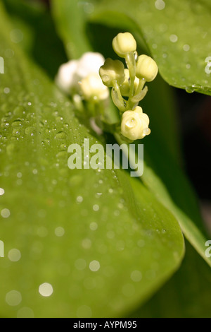 Piccole gemme bianco fiore tra foglie umide come le goccioline di acqua formare su di essi Foto Stock