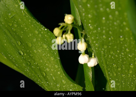 Piccole gemme bianco fiore tra foglie umide come le goccioline di acqua formare su di essi Foto Stock