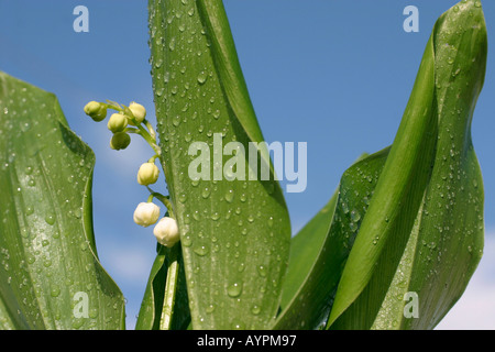 Piccole gemme bianco fiore tra foglie umide come le goccioline di acqua formare su di essi Foto Stock