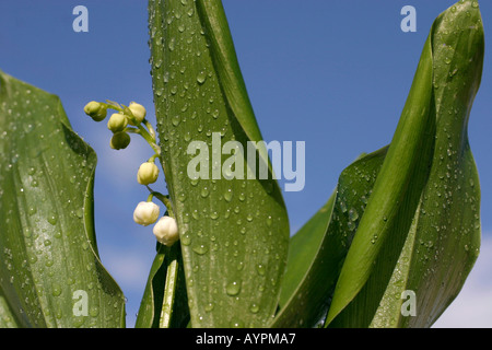 Piccole gemme bianco fiore tra foglie umide come le goccioline di acqua formare su di essi Foto Stock