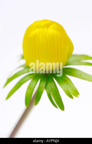 Aconitum invernale (Eranthis hyemalis) Foto Stock