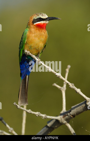 Bianco-fronteggiata Bee-Eater (Merops bullockoides) appollaiato su un ramo, Chobe National Park, Botswana, Africa Foto Stock