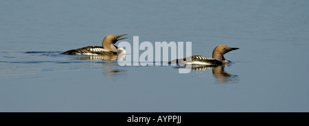 Nero-throated Diver o Arctic Loon (Gavia arctica) allevamento coppia nuoto, Dalarna, Svezia e Scandinavia Foto Stock