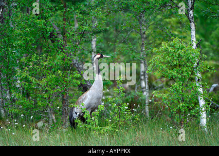 Gru comune (grus grus), alba a una torbiera in Dalarna, Svezia e Scandinavia Foto Stock