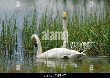 Whooper cigni (Cygnus Cygnus), allevamento coppia nuoto, Dalarna, Svezia e Scandinavia Foto Stock