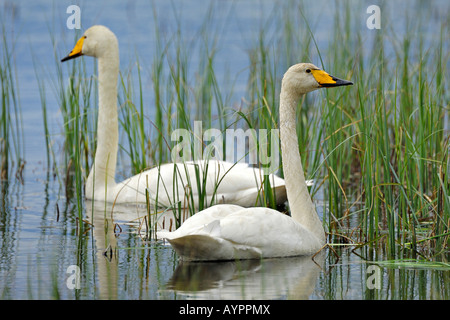 Whooper cigni (Cygnus Cygnus), allevamento coppia nuoto, Dalarna, Svezia e Scandinavia Foto Stock