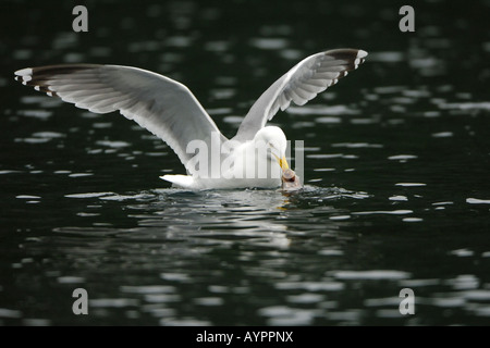 Aringa Gabbiano (Larus argentatus) con la preda, il Trondelag, Norvegia e Scandinavia Foto Stock