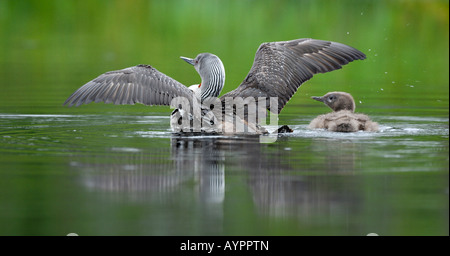 Rosso-throated Diver o Loon (Gavia stellata), piscina su una torbiera del Lago con i giovani, Dalarna, Svezia e Scandinavia Foto Stock