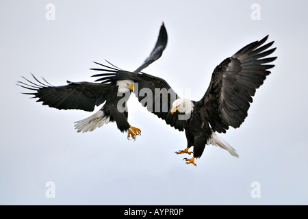 Aquile calve (Haliaeetus leucocephalus) in volo, Penisola di Kenai, Alaska, STATI UNITI D'AMERICA Foto Stock