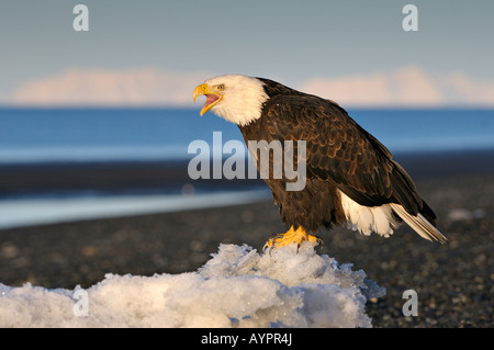 Aquila calva (Haliaeetus leucocephalus) chiamando al mattino la prima luce, Penisola di Kenai, Alaska, STATI UNITI D'AMERICA Foto Stock